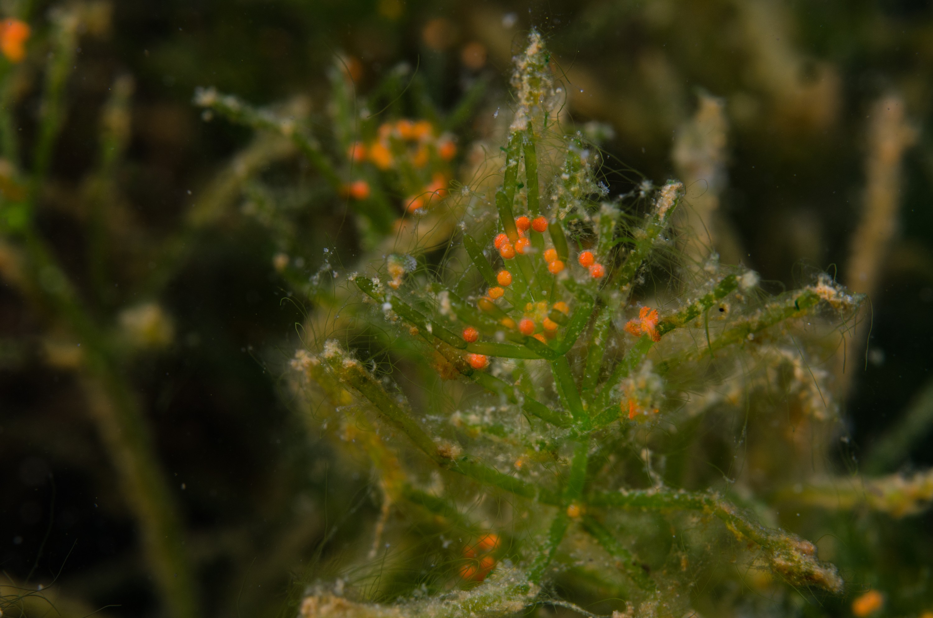 DSC_0776 – Northland NZ., Utricularia gibba, crispin, new, northland, nz, zealand, JAN17
